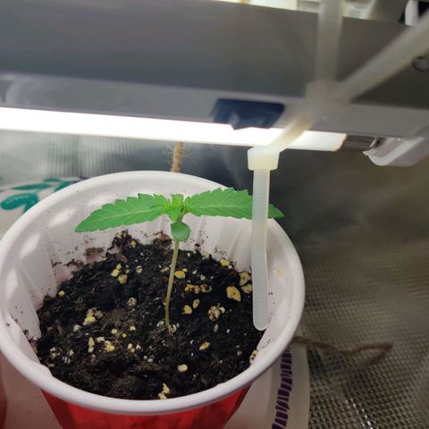 Dosie growlog timeline photo