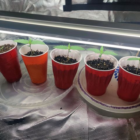 Dosie growlog timeline photo