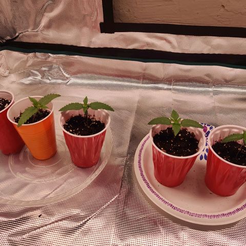 Dosie growlog timeline photo