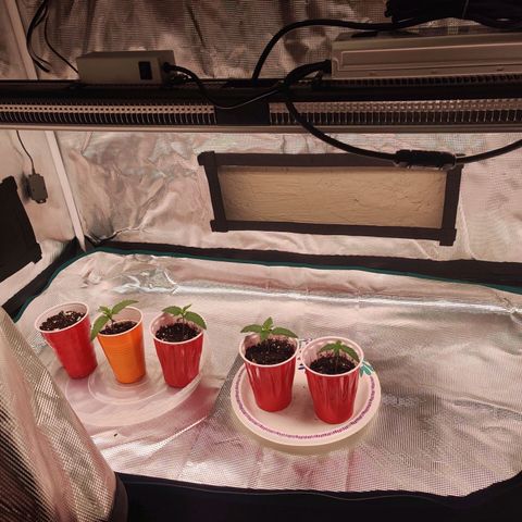 Dosie growlog timeline photo