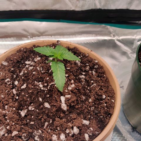 Dosie growlog timeline photo