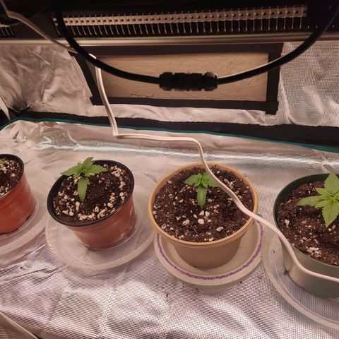 Dosie growlog timeline photo