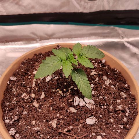 Dosie growlog timeline photo