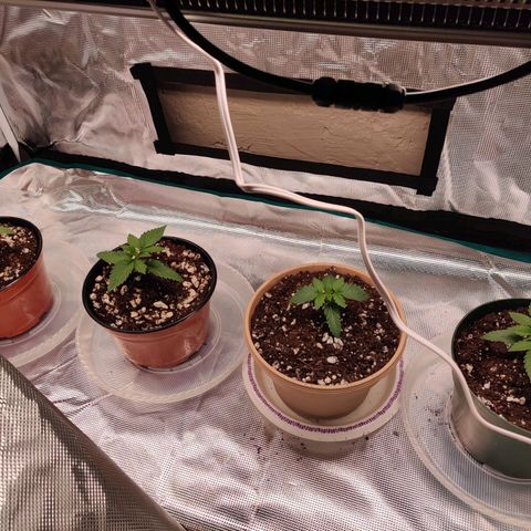 Dosie growlog timeline photo