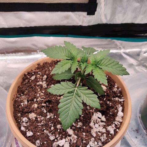 Dosie growlog timeline photo
