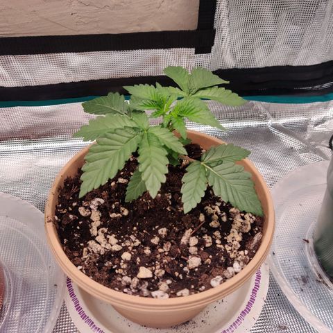Dosie growlog timeline photo