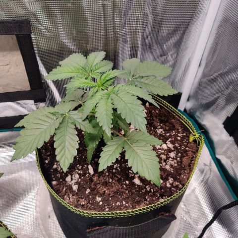 Dosie growlog timeline photo