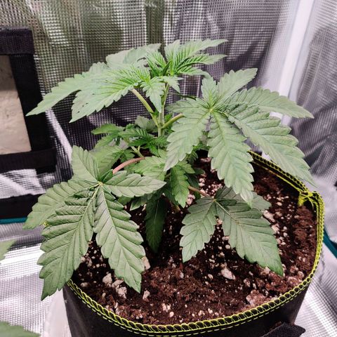 Dosie growlog timeline photo