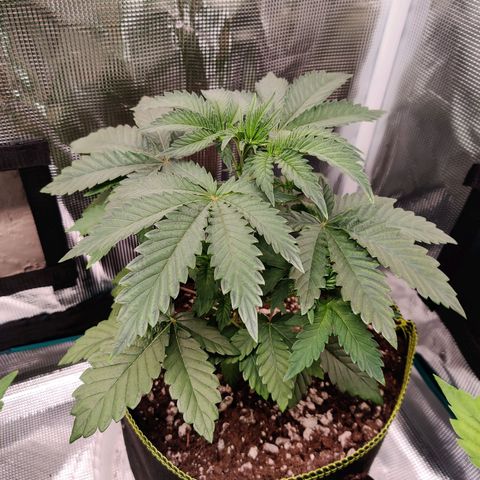 Dosie growlog timeline photo