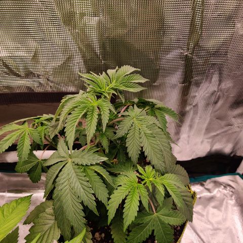 Dosie growlog timeline photo