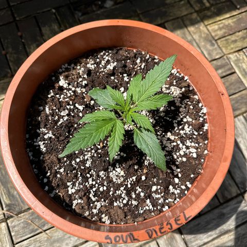 Sour Diesel Auto  growlog timeline photo