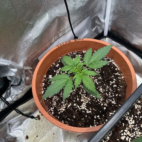 Sour Diesel Auto  growlog timeline photo
