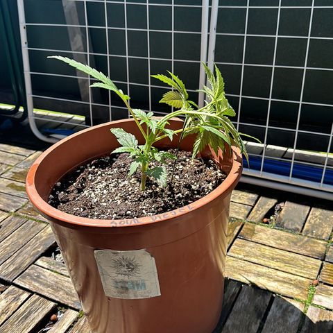 Sour Diesel Auto  growlog photo: Beginn LST.