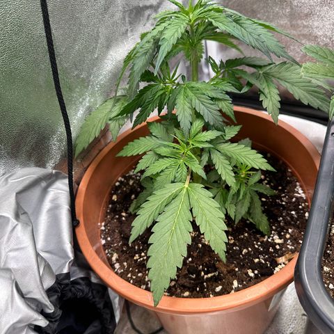 Sour Diesel Auto  growlog timeline photo