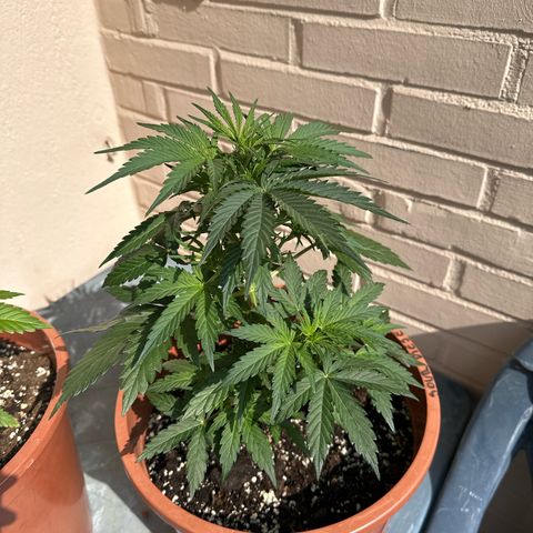 Sour Diesel Auto  growlog timeline photo