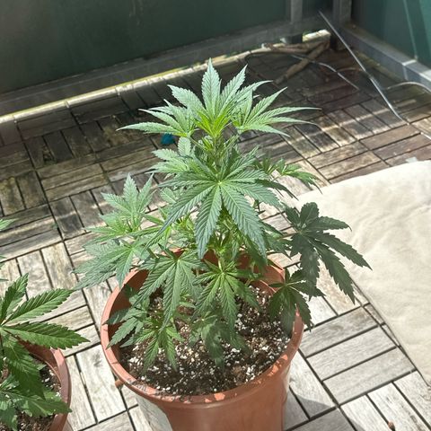 Sour Diesel Auto  growlog timeline photo