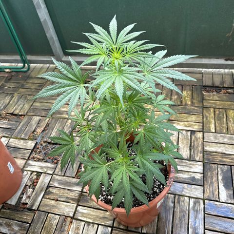 Sour Diesel Auto  growlog timeline photo