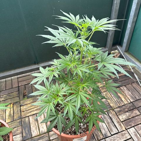 Sour Diesel Auto  growlog timeline photo