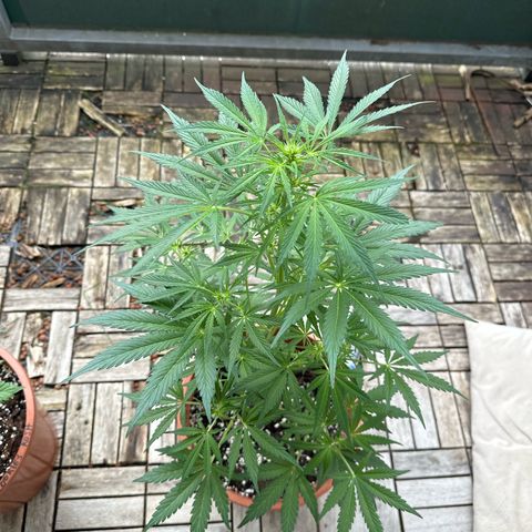 Sour Diesel Auto  growlog timeline photo