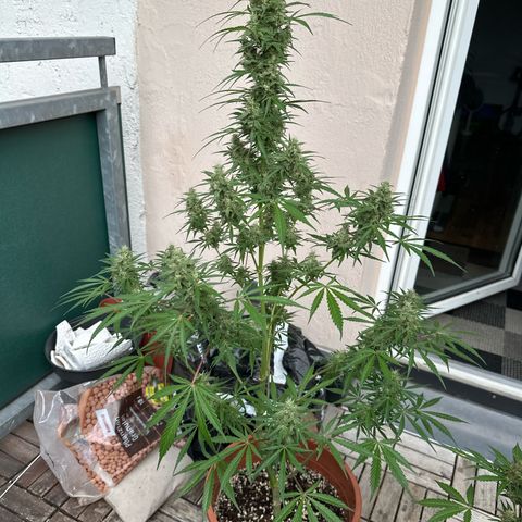 Sour Diesel Auto  growlog timeline photo