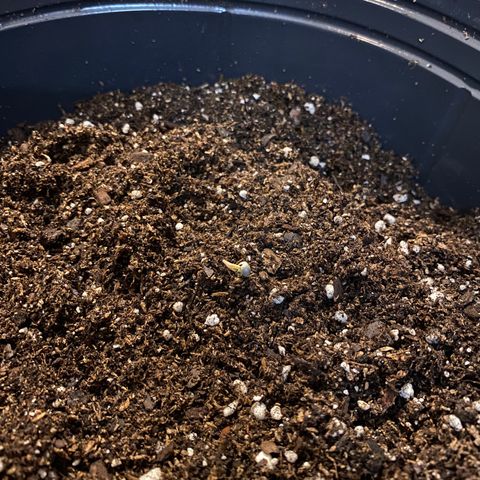 Retoños Gorilla  growlog timeline photo