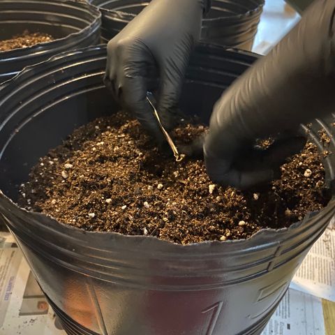 Retoños Gorilla  growlog timeline photo