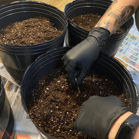 Retoños Gorilla  growlog timeline photo