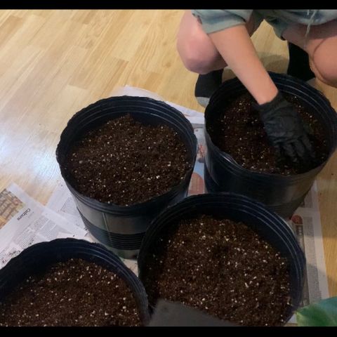 Retoños Gorilla  growlog timeline photo