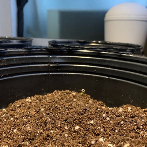 Retoños Gorilla  growlog photo: Dia 2 - Plantula 