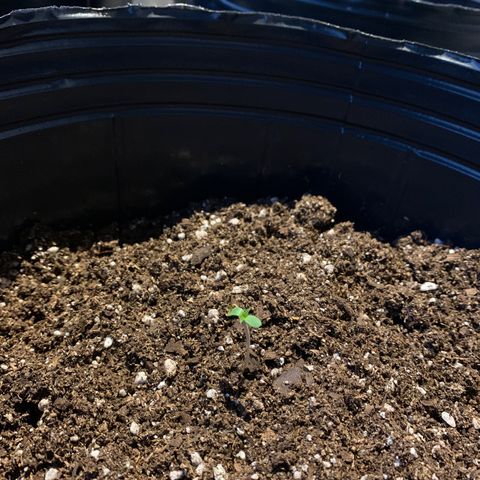 Retoños Gorilla  growlog photo: Dia 2 - Plantula 