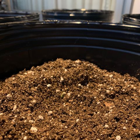 Retoños Gorilla  growlog photo: Dia 2 - Plantula 