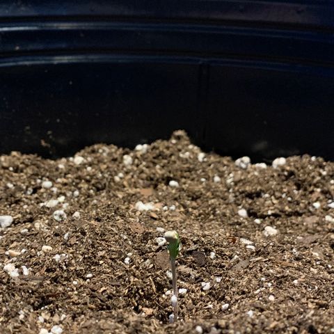 Retoños Gorilla  growlog photo: Dia 2 - Plantula 