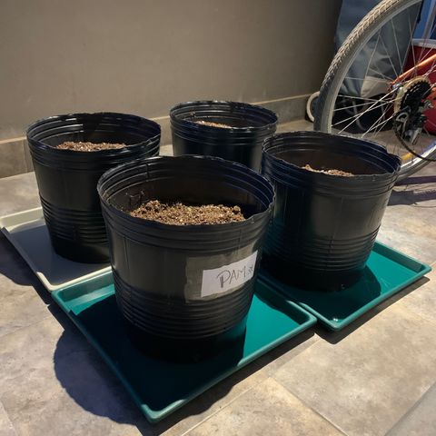 Retoños Gorilla  growlog timeline photo