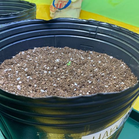 Retoños Gorilla  growlog timeline photo