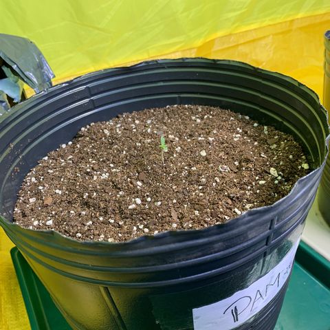 Retoños Gorilla  growlog timeline photo