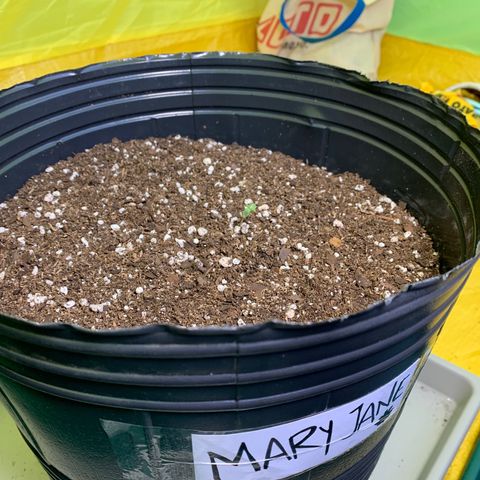 Retoños Gorilla  growlog timeline photo