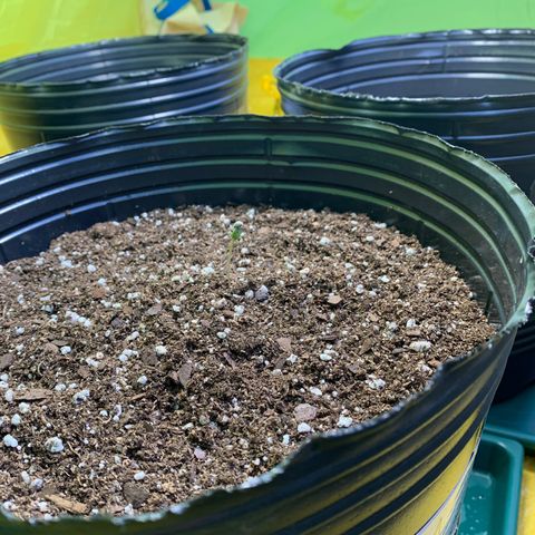 Retoños Gorilla  growlog photo: Appa