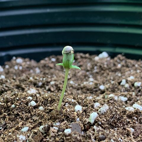 Retoños Gorilla  growlog photo: Appa 
