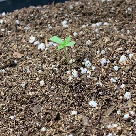 Retoños Gorilla  growlog photo: Pam