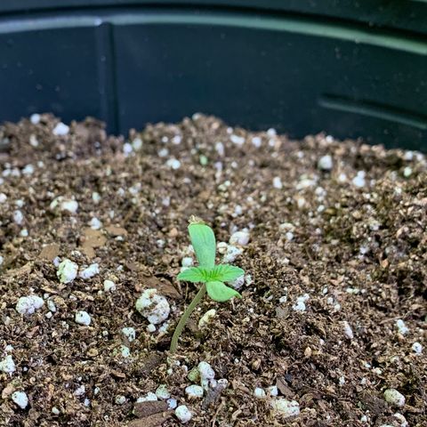 Retoños Gorilla  growlog photo: Haku 