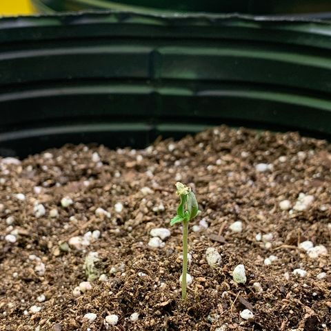 Retoños Gorilla  growlog photo: Appa después de ayudarla un poco. Falta que despegue sus hojitas 