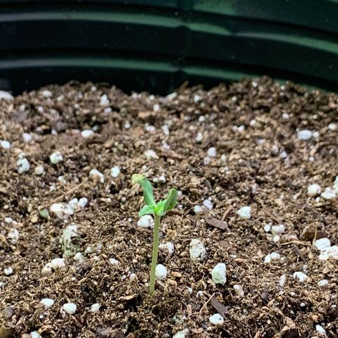 Retoños Gorilla  growlog photo: Appa minutos después de haberla ayudado. Vamooosss neniiiii 