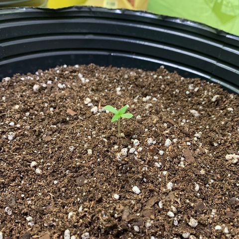 Retoños Gorilla  growlog photo: Pam