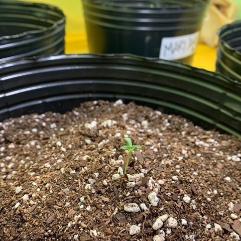 Retoños Gorilla  growlog photo: Appa