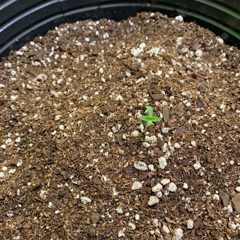 Retoños Gorilla  growlog photo: Appa