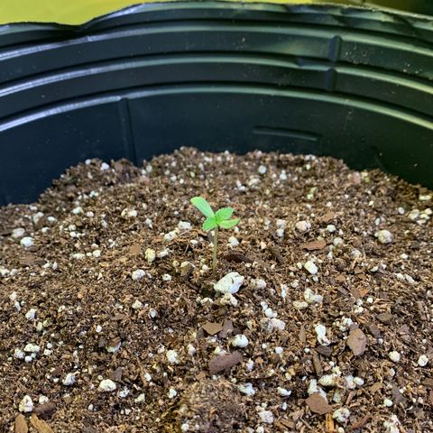 Retoños Gorilla  growlog photo: Haku