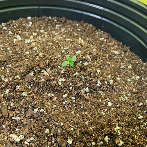 Retoños Gorilla  growlog photo: Mary Jane 