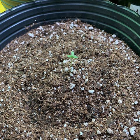 Retoños Gorilla  growlog photo: Appa 