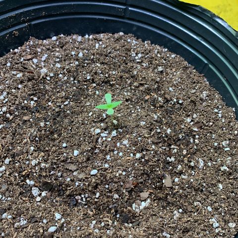 Retoños Gorilla  growlog photo: Pam