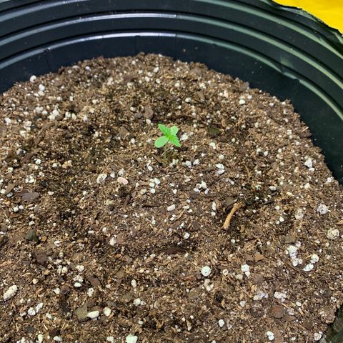 Retoños Gorilla  growlog photo: Mary Jane 
